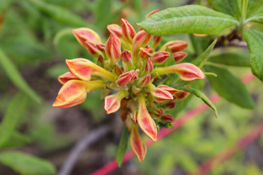 Atzalea Rhododendron`s red buds on the sunny day in the park. Branch with red buds of rhododendron close up. Orange Budz of the flower.