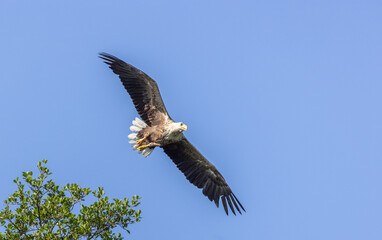 White-tailed eagle