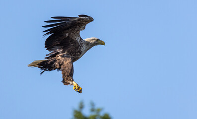 White-tailed eagle