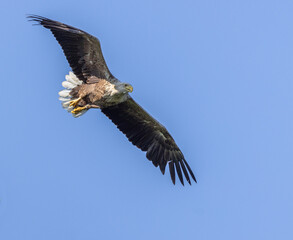 White-tailed eagle
