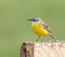 Yellow wagtail