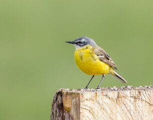 Yellow wagtail