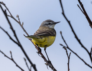 Yellow wagtail