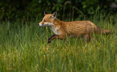 Young red fox in meadow