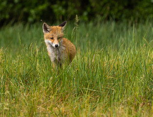 Young red fox in meadow