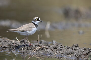 Little ringed plover (Charadrius dubius curonicus) in Japan