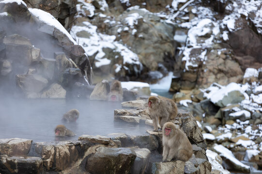 Japanese Snow monkey family,Jigokudani Monkey Park, Nagano, Japan
