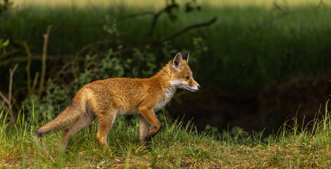 Naklejka na ściany i meble Young red fox in meadow