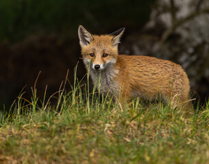 Young red fox in meadow