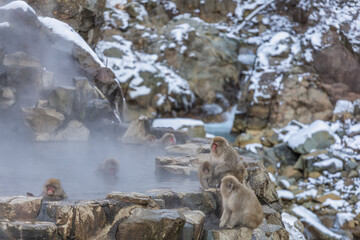 Japanese Snow monkey family,Jigokudani Monkey Park, Nagano, Japan
