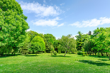 landscape of green lawn and trees in summer park