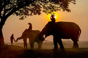 Silhouettte of little child give food to elephant that control by mahout and stay near big tree in...