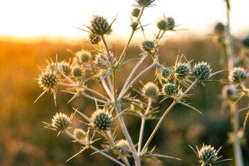 Details of Field eryngo or Eryngium campestre growing in a nature area.at sunset