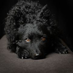 Black Hungarian sheep dog, breed is mudi