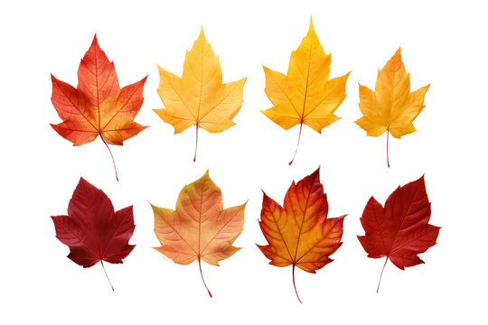 collection of beautiful colorful autumn leaves on white background, AI