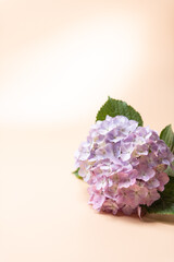 Obraz premium 満開のアジサイ