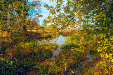 Fototapeta na wymiar Small river or pond among yellow maple branches in autumn season.