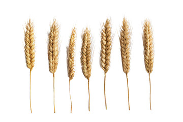 Wheat ears isolated on white background for package design, AI