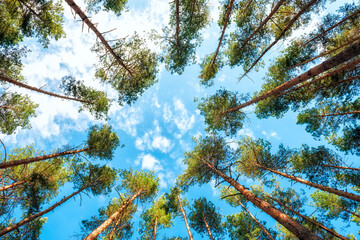 Pine trees in the forest against the background of clouds in the sky. View up to the sky.
