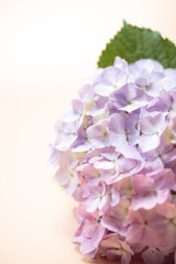 満開のアジサイ