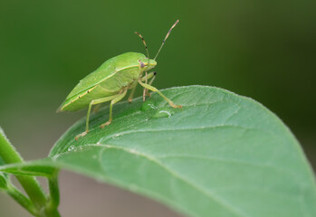 A green stink bug seen in Taylor Creek Park in Toronto, Canada.