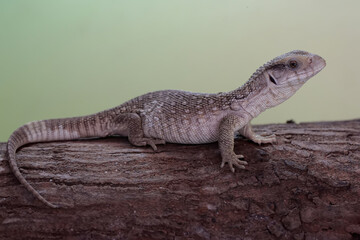 A savannah monitor is looking for prey in a dry tree trunk. This reptile with its natural habitat...