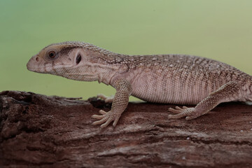 A savannah monitor is looking for prey in a dry tree trunk. This reptile with its natural habitat...