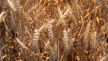 Golden wheat rye landscape in sun day. Golden harvest background. Bread plant agriculture farm cereal crop in sunset