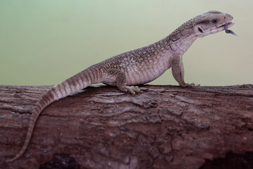 A savannah monitor is looking for prey in a dry tree trunk. This reptile with its natural habitat...