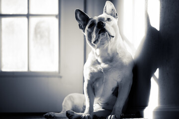 French bulldog English Staffordshire terrier mix poses for a portrait