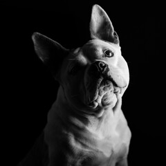 French bulldog English Staffordshire terrier mix poses for a low-key portrait isolated against black