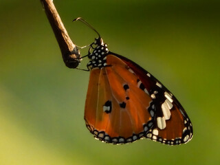 butterfly on leaf