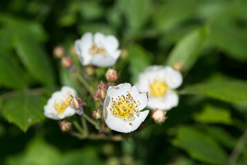 Rosa multiflora, many-flowered rose white flowers closeup selective focus