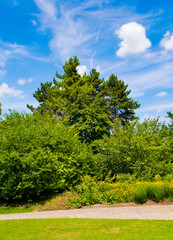 Fototapeta na wymiar Garden with shrubs, flower and lawn. Vertical photo.