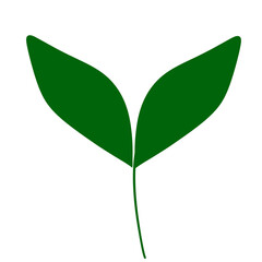 green plant isolated on white