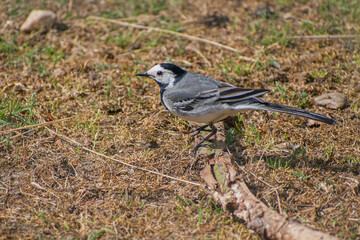black backed shrike