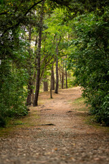 Fototapeta premium Forest landscape with a dirt road crossing the forest. Peaceful scene in nature. Vertical photo