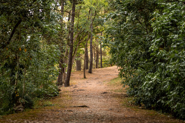 Obraz premium Forest landscape with a dirt road crossing the forest. Peaceful scene in nature. Vertical photo