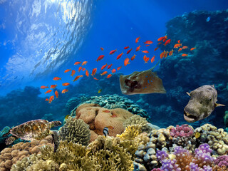 Photo of a coral colony on a reef top, Red Sea - 612404497