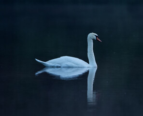 Elegant swan swimming gently on the lake 