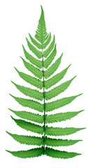 Fern isolated on transparency background