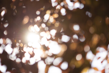 Sunny  day, afternoon sun, blurred, sun shining through leaves