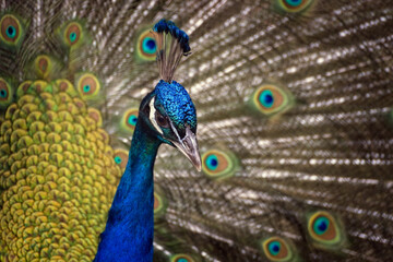 peacock with feathers out