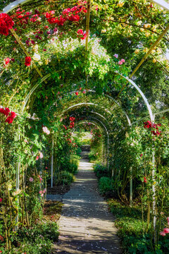 Rosenbogen mit verschiedenen, bl&uuml;henden Rosen