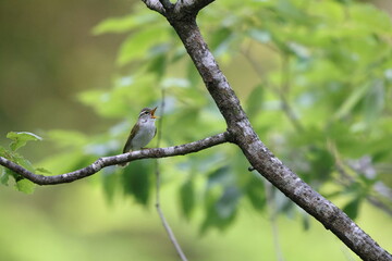 Eastern crowned leaf warbler (Phylloscopus coronatus) in Japan
