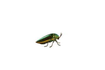 bug isolated on white
