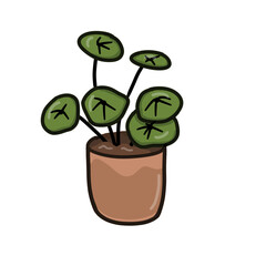chainese money plant