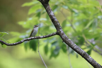 Eastern crowned leaf warbler (Phylloscopus coronatus) in Japan