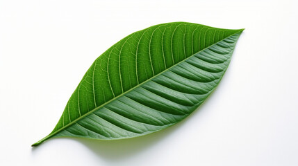  single vibrant green leaf
