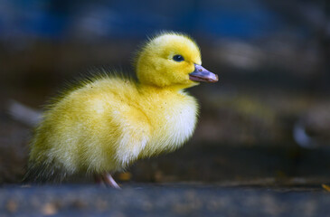 cute yellow duckling Cute pet concept, poultry